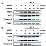 Figure 5: Inhibitory effects of Rhododendron weyrichii Maxim.extracts on the levels of tyrosinase, TRP-1, and TRP-2 in α-MSH-induced B16F10 cells.