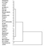 Figure 6: Result oil percentage from cluster analysis of Iranian castor genotypes