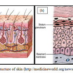 Figure 1. The structure of skin (http://medicineworld.org/news/news-archives)
