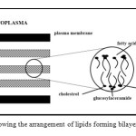 Figure 2: Diagram showing the arrangement of lipids forming bilayers as postulated by Elias13.