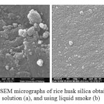 Figure 3: SEM micrographs of rice husk silica obtained using HNO3 solution (a), and using liquid smoke (b) 
