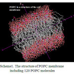 Scheme 1: The structure of POPCmembrane including 120 POPC molecules