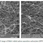 Figure 1: SEM  image of Multi walled carbon nanotubes carboxylate (MWCNTs-COOH)
