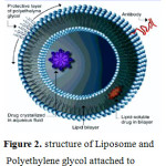 Figure 2: Structure of Liposome and Polyethylene glycol attached to surface of a liposome.