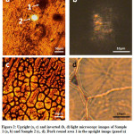 Figure 2: Upright (a, c) and inverted (b, d) light microscopy images of Sample 1 (a, b) and Sample 2 (c, d). Dark round area 1 in the upright image (panel a) is the same that in the inverted image (panel b). Bright spot 2 in the upright image (panel a) is the fluorescence excitation laser spot.