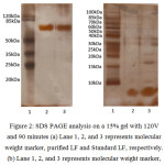 Figure 2: SDS PAGE analysis on a 15% gel with 120V and 90 minutes (a) Lane 1, 2, and 3 represents molecular weight marker, purified LF and Standard LF, respectively.(b) Lane 1, 2, and 3 represents molecular weight marker, purified ML and Standard ML, respectively.