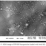 Figure 5: SEM image of PFOB Nanoparticles loaded with both ML and LF