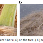 Figure 1: Date palm fi bers( a) on the tree, ( b ) separated [10]
