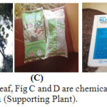 Figure 7: A and B are disease effected leaf, Fig C and D are chemicals used during the cultivation of pepper plant and Fig.EGliricidia (Supporting Plant).