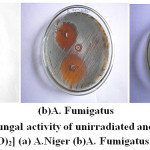 Figure 4: Antifungal activity of unirradiated and irradiated K2[Co(C2O4)2(H2O)2] (a) A.Niger (b)A. Fumigatus (c) Pencillium