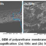Figure 5: SEM of polyurethane membrane with a magnification (2a) 100x and (2b) 500x