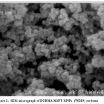 Fig. 1: SEM micrograph of EGBMA-MSPT-MNPs (WD19) sorbents