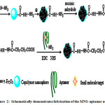 Fig. 2: Schematically demonstrates fabrication of the MNS–aptamer adsorbents