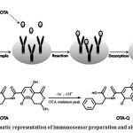 Fig. 3: Schematic representation of immunosensor preparation and also oxidation of OTA