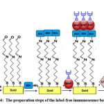 Figure 4: The preparation steps of the label-free immunosensor based on MNPs