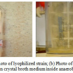 Fig. 2: (a) Photo of lyophilized strain; (b) Photo of the lyophilized strain in crystal broth medium inside anaerobic jars.