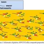 Figure 1: Schematic of gelatin- MWCNTs-HA composite preparation