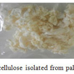 Figure 1: α-cellulose isolated from palm oil midrib