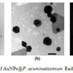Fig. 3.  TEM patern of AuNPs@P. acuminatissimum Radlk leaves extract