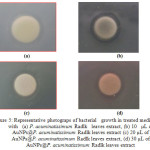 Fig. 5. Representative photograps of bacterial  growth in treated medium with  (a) P. acuminatissimum Radlk  leaves extract, (b) 10  µL of AuNPs@P. acuminatissimum Radlk leaves extract (c) 20 µL of  AuNPs@P. acuminatissimum Radlk leaves extract, (d) 30 µL of AuNPs@P. acuminatissimum Radlk leaves extract