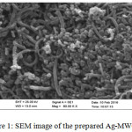 Figure 1: SEM image of the prepared Ag-MWCNTs.