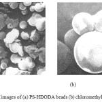 Figure 4: SEM images of (a) PS-HDODA beads (b) chloromethylated resin