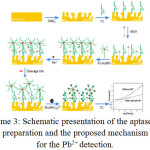Scheme 3: Schematic presentation of the aptasensor preparation and the proposed mechanism for the Pb2+ detection.
