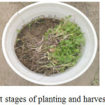 Figure 1: Different stages of planting and harvesting of plant material.