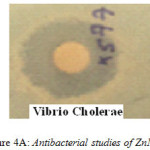 Figure 4a: Antibacterial studies of ZnMgO