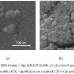 Figure 2: The SEM images of Ag (a) & ZnO (b) NPs ,distribution of particle size was done with a 60 K magnification on a scale of 500 nm (a) and 750 nm (b).