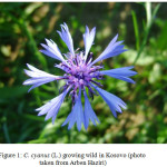 Figure 1: C. cyanus (L.) growing wild in Kosovo (photo taken from Arben Haziri)