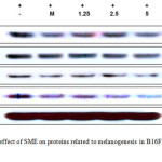 Figure 3: Inhibitory effect of SME on proteins related to melanogenesis in B16F10 murine melanoma cells.