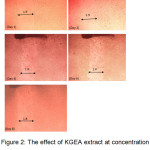 Figure 2: The effect of KGEA extract at concentration 500 μgmL-1 on the scratch closing of the C33A cell line from day 1 to day 8