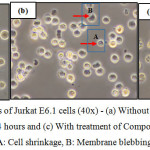Figure 8: Morphological changes of Jurkat E6.1 cells (40x) - (a) Without treatment, (b) With treatment of Compound 1 for 24 hours and (c) With treatment of Compound 2 for 24 hours A: Cell shrinkage, B: Membrane blebbing