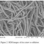 Figure 2: SEM images of rice straw α-cellulose