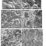 Figure 4: The scanning electron microscopy (SEM) images of non sintered samples with different ratio of MgO to SiO2, (a) 1:1, (b) 2:3, and (c) 3:2, andsinteredsamples at 900ºC, (d) 1:1, (e) 2:3, and (f) 3:2.