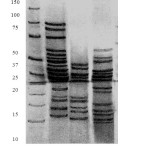 Figure 2: The electrophoretogram was of native protein crops ( M 1 – marker 10-250 kDa; 1 – wheat; 2 – corn; 3 – rye).