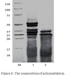 Figure 6: The composition of polypeptides in fermentalistic rye (M – marker 10-250 kDa, 1 - processing of rye, FS-1, 2 - processing of rye FS-2).