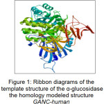 Figure 1: Ribbon diagrams of the template structure of the α-glucosidase the homology modeled structure  GANC-human