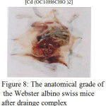 Figure 8: the anatomical grade of the Webster albino swiss mice after drainge complex