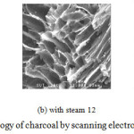Figure 5: The morphology of charcoal by scanning electron Microscopy (SEM)