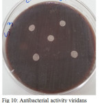Figure 10: Antibacterial activity viridans Streptococci treated by S3 on chocolate agar
