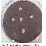 Figure 12: Antibacterial activity viridans Streptococci treated by S4 on chocolate agar