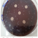 Figure 13: Antibacterial activity viridans Streptococci treated by S4 on blood agar