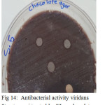 Figure 14: Antibacterial activity viridans Streptococci treated by S5 on chocolate agar