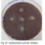 Figure 16: Antibacterial activity viridans Streptococci treated by S6 on chocolate agar