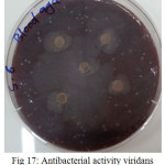 Figure 17: Antibacterial activity viridans Streptococci treated by S6 on blood agar