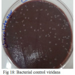 Figure 18: Bacterial control viridans Streptococci untreated on chocolate agar