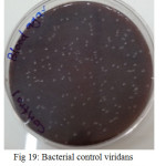 Figure 19: Bacterial control viridans Streptococci untreated on blood agar