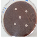 Figure 6: Antibacterial activity viridans Streptococci treated by S.1 on chocolate agar